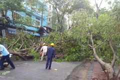 Cây lớn bật gốc đổ vào lòng đường làm một phụ nữ phải đi cấp cứu