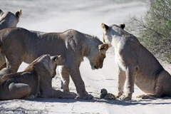 Chú mèo rừng nhỏ gan dạ trước bầy sư tử hung hãn