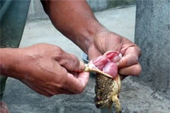 Đắk Lắk: Một cháu bé tử vong vì ngộ độc khi ăn trứng cóc