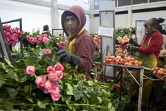 Người dân Colombia tại một trang trại ở Nemocon. (Nguồn: AFP/TTXVN)