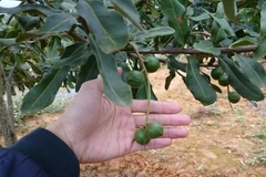 Cây mắcca được trồng tại Lai Châu. (Ảnh: Nguyễn Duy/TTXVN)