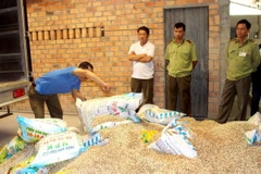 Lực lượng chức năng tiến hành tiêu hủy số phân bón giả, kém chất lượng. (Ảnh: Lê Thúy Hằng/TTXVN)