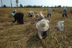 Nông dân Thái Lan thu hoạch lúa trên cánh đồng ở quận Takbai, tỉnh Narathiwat. (Nguồn: AFP/TTXVN)