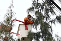 Nhân viên Điện lực Ninh Thuận chặt tỉa cành cây để đảm bảo an toàn lưới điện trước khi bão đổ bộ. (Ảnh: Công Thử/TTXVN)