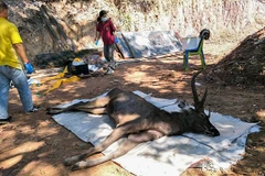 Hươu bị chết do nuốt phải túi nhựa. (Nguồn: Daily Mail)