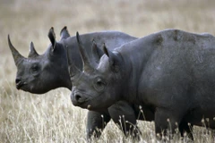 Tê giác đen quý hiếm. (Nguồn: pinterest)