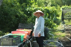 Hình ảnh thấp thoáng của người nông dân đội nón lá tại VEGGI. (Ảnh: Trần Long/Vietnam+)