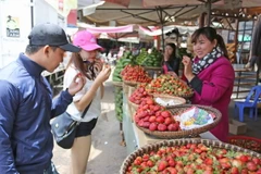 Du khách chọn mua dâu tây tại chợ Đà Lạt. (Ảnh: Nguyễn Dũng/TTXVN)