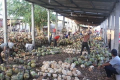 Phân loại, tách bốc vỏ dừa khô. (Ảnh: Công Trí/TTXVN)