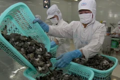 Chế biến tôm đông lạnh xuất khẩu. (Ảnh: Vũ Sinh/TTXVN)