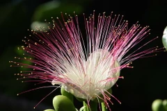 Hoa bàng vuông lung linh khoe sắc trên đảo Sơn Ca. (Ảnh: Dương Giang/TTXVN)