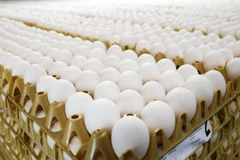 Trứng gà tại một trang trại ở Doornenburg, Hà Lan ngày 27/7. (Nguồn: AFP/TTXVN)