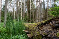 Rừng nguyên sinh Bialowieza ngày 31/5/2016. (Nguồn: AFP/TTXVN)