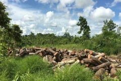 (Ảnh minh họa: Dương Giang/TTXVN)