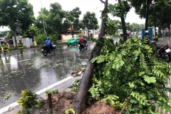 Đắk Lắk: Gió lớn đổ cây làm một người bị thương nặng