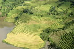 [Photo] Về Bát Xát ngắm "mùa vàng" trên những thửa ruộng bậc thang