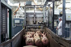 Ảnh minh họa. (Nguồn: Spiegel)