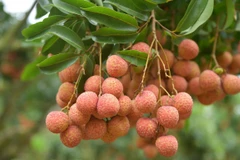 Những chùm vải đạt chất lượng xuất khẩu sang thị trường Nhật Bản (Ảnh: Tùng Lâm/Vietnam+) 