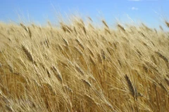 Ba Lan sẽ duy trì lệnh cấm nhập khẩu ngũ cốc Ukraine đến cuối năm 2023