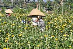 Nhà vườn chăm sóc hoa Tết. (Nguồn: TTXVN)