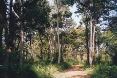 Điều tra vụ việc một cán bộ kiểm lâm bị bắn khi đang làm nhiệm vụ