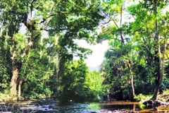 Vườn quốc gia Pù Mát. (Nguồn: Báo ảnh Việt Nam)