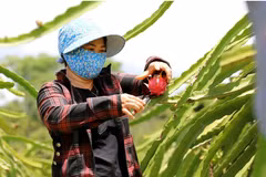 Nông dân thu hoạch thanh long. (Ảnh: Quang Quyết/TTXVN) 