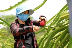 Nông dân thu hoạch thanh long. (Ảnh: Quang Quyết/TTXVN) 