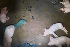 Ảnh minh họa. (Nguồn: TTXVN)