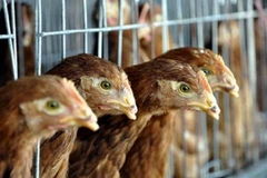 Ảnh minh họa. (Nguồn: Getty Images)