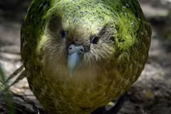 Giải trình tự gene giúp bảo tồn loài vẹt Kakapo có nguy cơ tuyệt chủng