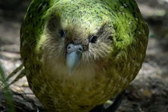 Giải trình tự gene giúp bảo tồn loài vẹt Kakapo có nguy cơ tuyệt chủng