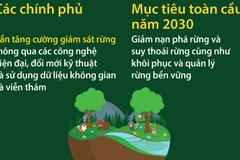 “Rừng và Đổi mới: Giải pháp mới cho một thế giới tốt đẹp hơn” 