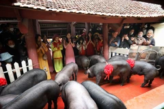 Lợn đen đã được rước và tập kết ở Nghè Tân Phượng để làm lễ. (Ảnh: Danh Lam/TTXVN)