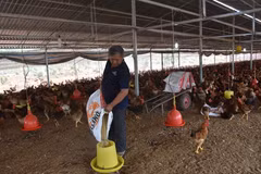 Giá thức ăn chăn nuôi liên tục tăng nhanh gây khó khăn cho người nông dân. Trong ảnh: Chăn nuôi gà tại ấp Bình Mỹ, xã Bình Giả, Châu Đức, Bà Rịa-Vũng Tàu. (Ảnh: Hoàng Nhị/TTXVN) 