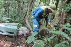 Bình Phước: Tái thả 7 cá thể động vật rừng về môi trường tự nhiên