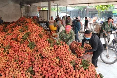 Bắc Giang: Rộn ràng mùa vải thiều chính vụ huyện Lục Ngạn