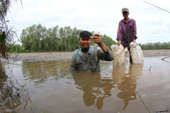 Cá lóc (cá quả) đồng sau hơn 3 tháng ruộng ngập lũ. (Ảnh: Duy Khương/TTXVN)