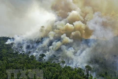 Ảnh minh họa (Nguồn: AFP/TTXVN)