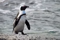 IUCN cảnh báo tốc độ suy giảm loài này đang tăng nhanh ở mức đáng báo động. (nguồn Animalia)