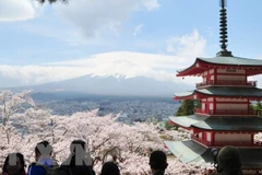 Khách du lịch ngắm hoa anh đào ở Nhật Bản. (Ảnh: Kyodo News) 