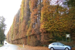 Hàng rào cao nhất thế giới: Meikleour Beech ( Nguồn Oddity Central)