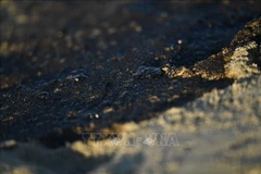 Sự cố tràn dầu ở Trinidad & Tobago. (Nguồn: AFP/TTXVN)