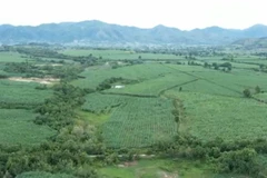 Gia Lai: Hình thành vùng chuyên canh mía quy mô lớn tại Krông Pa