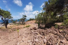 Cây cối thuộc phạm vi quy hoạch đất rừng bị chặt phá 