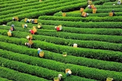 ​Chè Lâm Đồng đạt tiêu chuẩn đáp ứng yêu cầu xuất khẩu