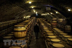 Hầm ủ rượu vang tại Nuits-Saint-Georges, vùng Bourgogne, Pháp. (Ảnh: AFP/TTXVN) 