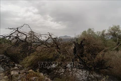Cây cối bị thiêu rụi trong đám cháy rừng tại Cuglieri, Sardinia, Italy. (Ảnh: AFP/TTXVN)