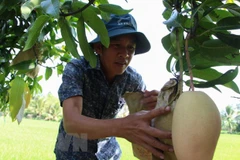 Phát triển xoài Hòa Lộc thành ngành hàng có giá trị gia tăng cao