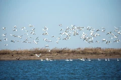 Được phê chuẩn vào tháng 10 năm 1992, Khu bảo tồn Thiên nhiên Quốc gia Châu thổ sông Hoàng Hà được dành riêng để bảo tồn các vùng đất ngập nước ở cửa sông Hoàng Hà, đặc biệt là vùng đất ngập nước tân kiến tạo, cùng các loài chim quý hiếm và có nguy cơ tuyệt chủng. (Nguồn: Vietnam+)